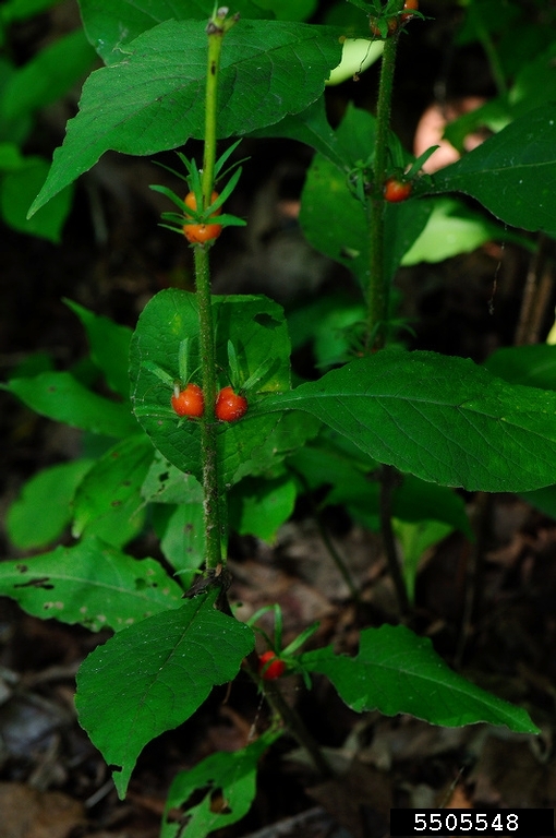 orangefruit horsegentian (Triosteum aurantiacum)