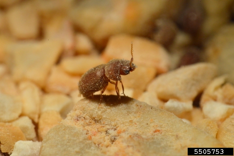 cigarette beetle (Lasioderma serricorne)