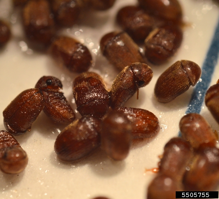 cigarette beetle (Lasioderma serricorne)