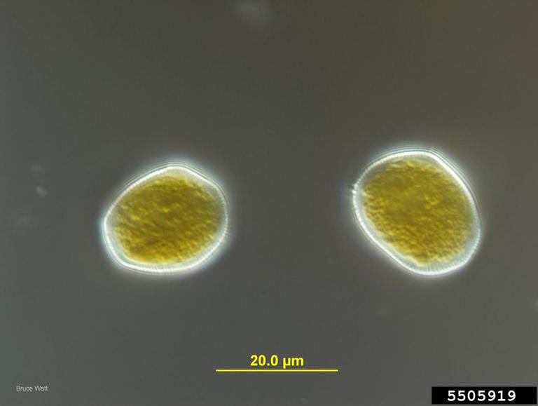 crown rust (Puccinia coronata)