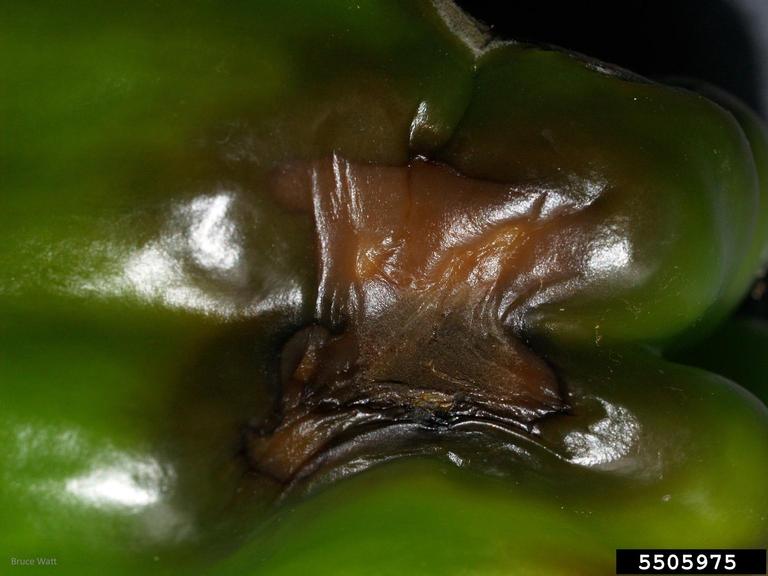 Alternaria black molds / stem cankers (Genus Alternaria)