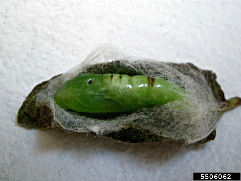 cabbage looper (Trichoplusia ni)