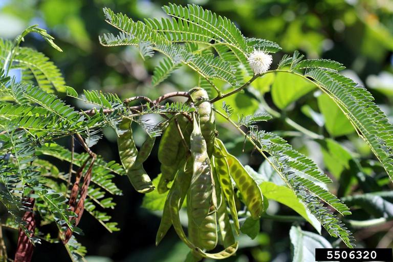 Synonym for Vachellia nilotica subsp. nilotica (Acacia nilotica)