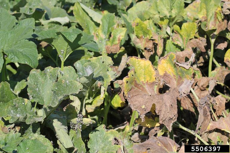 squash bug (Anasa tristis)