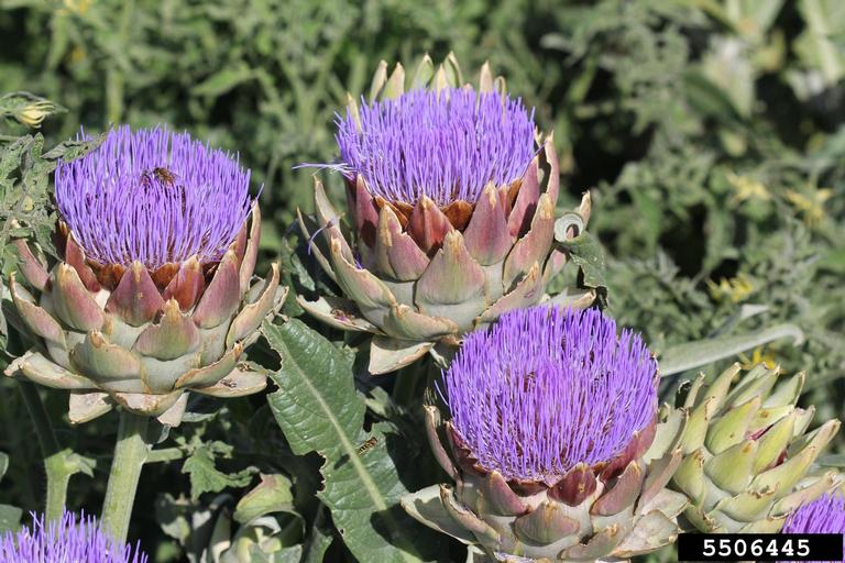 artichoke (Cynara scolymus)