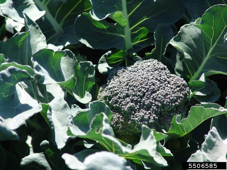 broccoli, Brassica oleracea var. italica (Capparales Brassicaceae