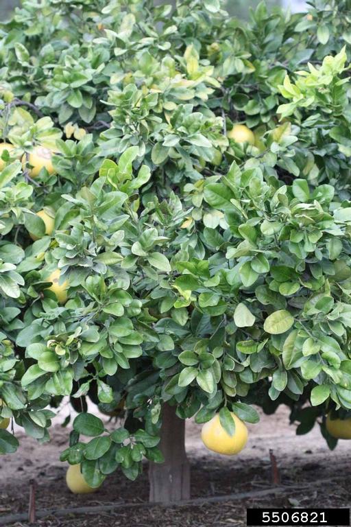 Banpeiyu Citrus Maxima Cv Banpeiyu 
