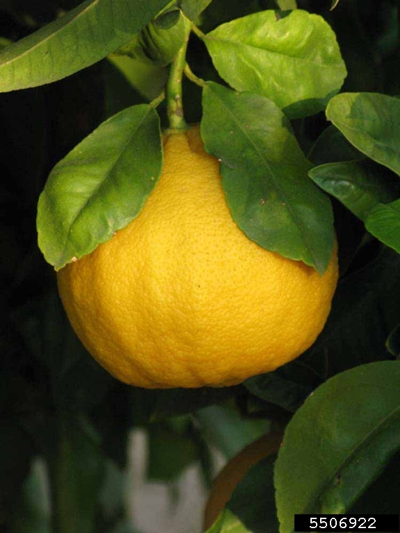 Bergamot (Citrus x bergamia cv. Bergamot)