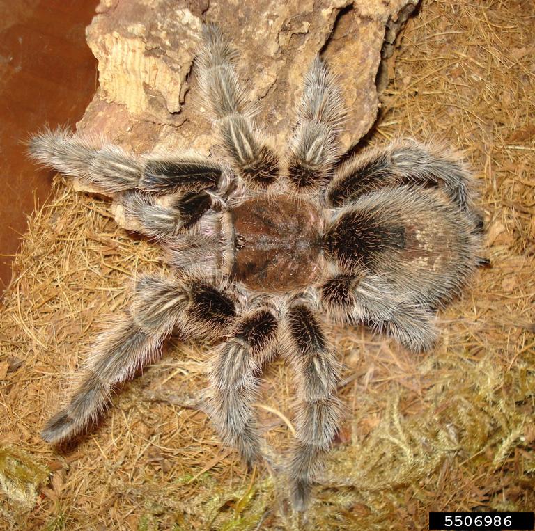 Chilean rose tarantula (Grammostola rosea)