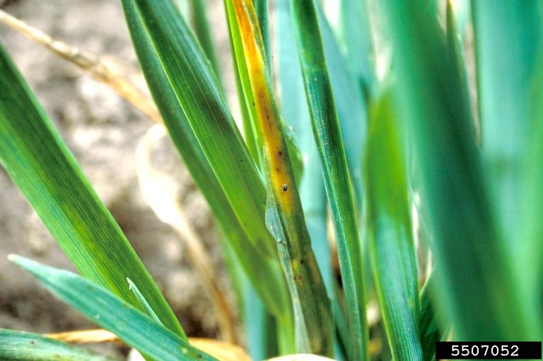 brown wheat mite (Petrobia latens)
