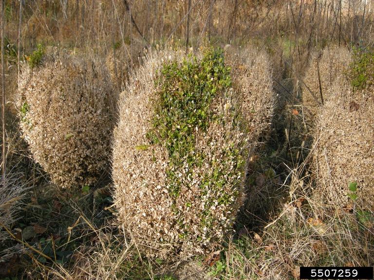 Boxwood blight (Calonectria pseudonaviculata)