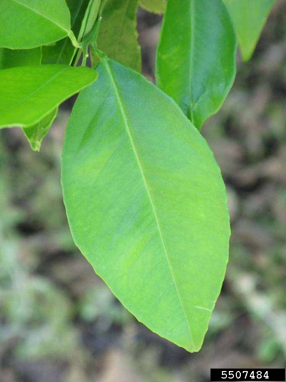 Budd (Citrus sinensis cv. Budd (L.) Osbeck)