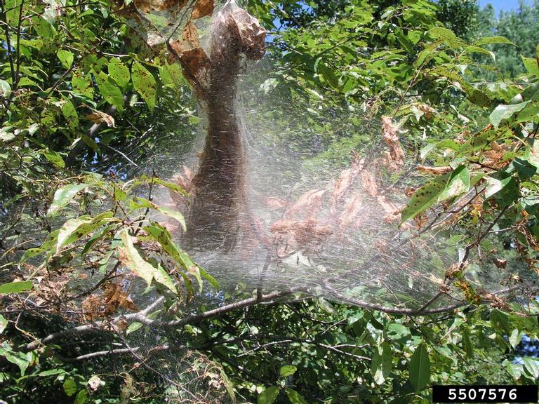fall webworm (Hyphantria cunea)