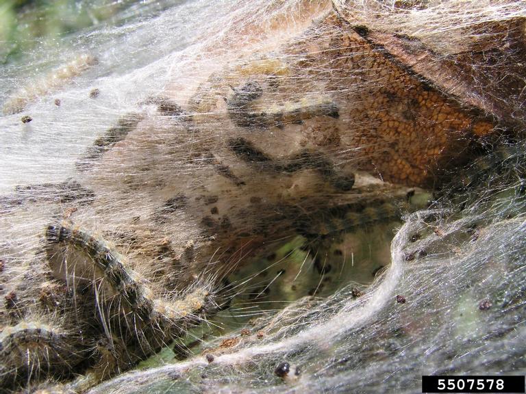 fall webworm (Hyphantria cunea (Drury, 1773))