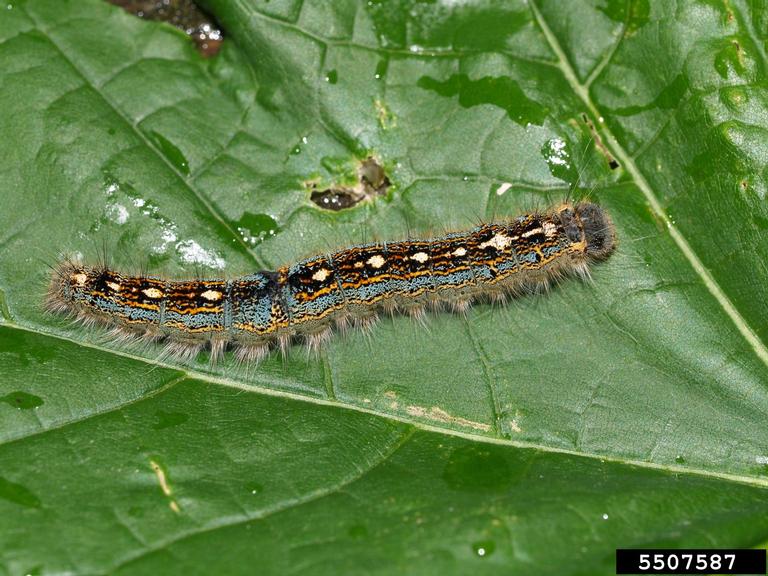 forest tent caterpillar (Malacosoma disstria)