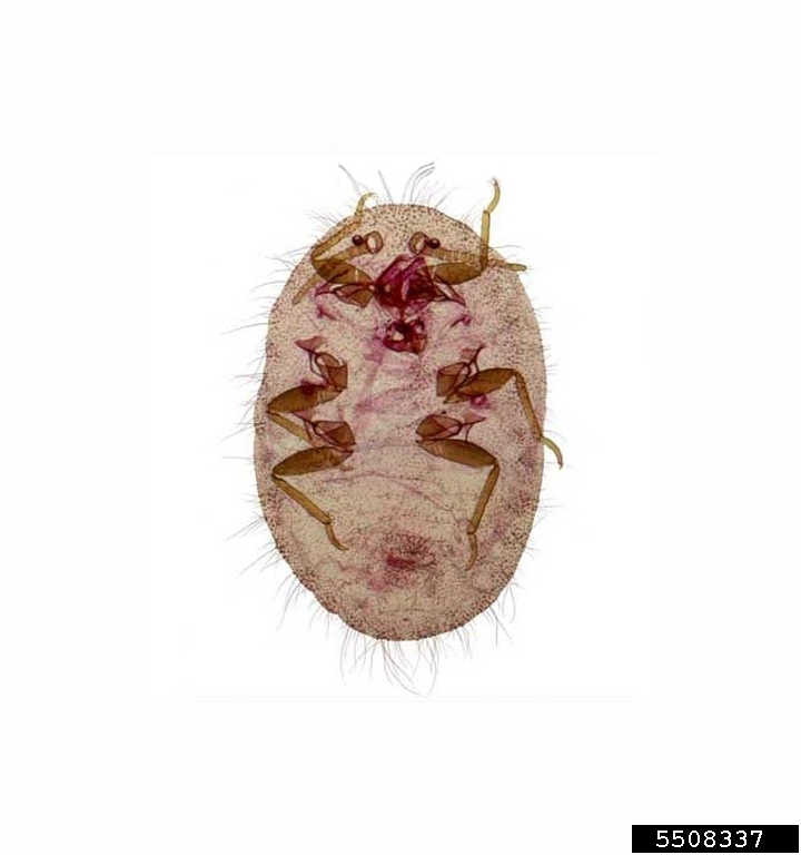 scale (Icerya seychellarum (Westwood, 1855))