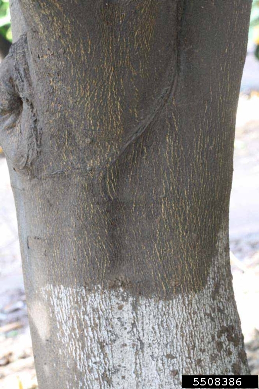 Campbell Valencia, Citrus x aurantium cv. Campbell Valencia (Sapindales