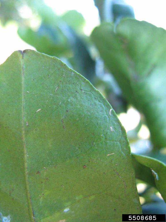 Chinese Pummelo (Citrus maxima cv. Chinese Pummelo)