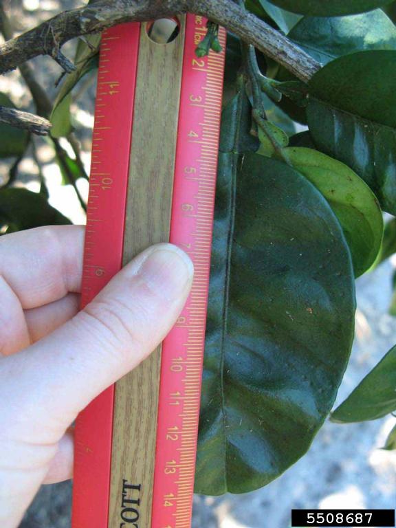 Chinese Pummelo (Citrus maxima cv. Chinese Pummelo)