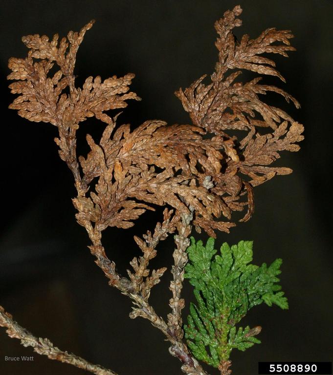 arborvitae needle blight (Phyllosticta thujae Bissett & M.E. Palm, 1989)