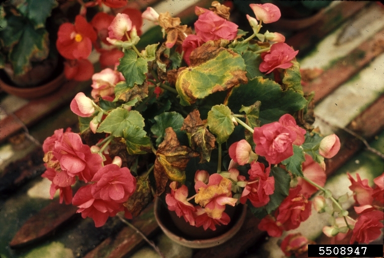 bacterial leaf spot of begonias,bacterial wilt of begonias (Xanthomonas
