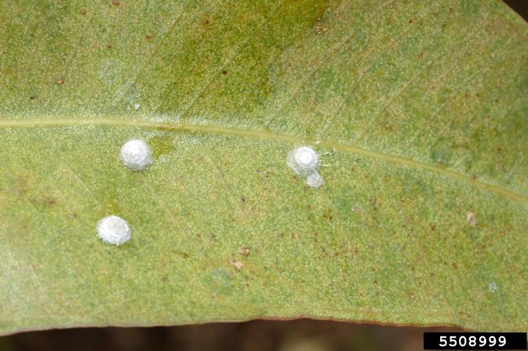 Lerp Insect Red gum lerp (Glycaspis brimblecombei)