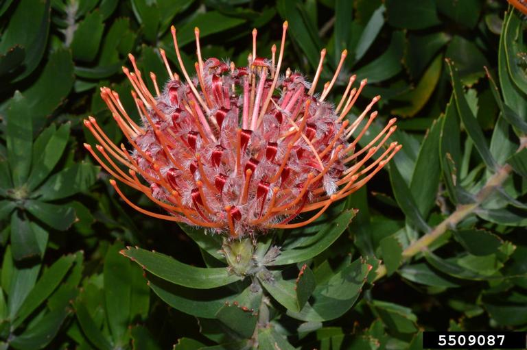 red pincushionprotea, Leucospermum cordifolium (Proteales Proteaceae