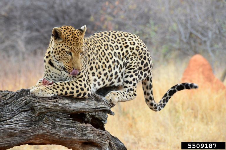 African leopard (Panthera pardus pardus (Linnaeus, 1758))