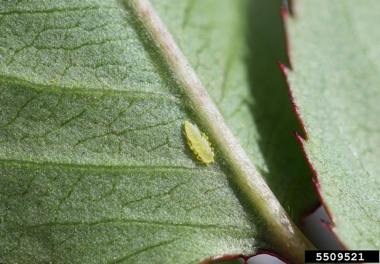 rose leafhopper (Edwardsiana rosae (Linnaeus, 1758))