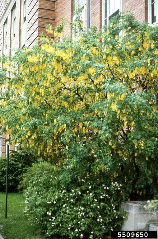 golden chain tree (Genus Laburnum)