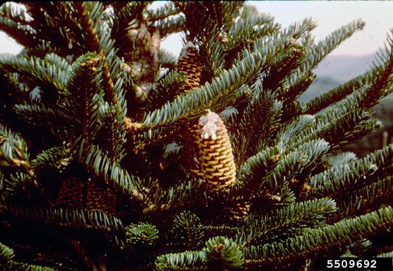 Canaan Fir (Abies balsamea var. phanerolepis)