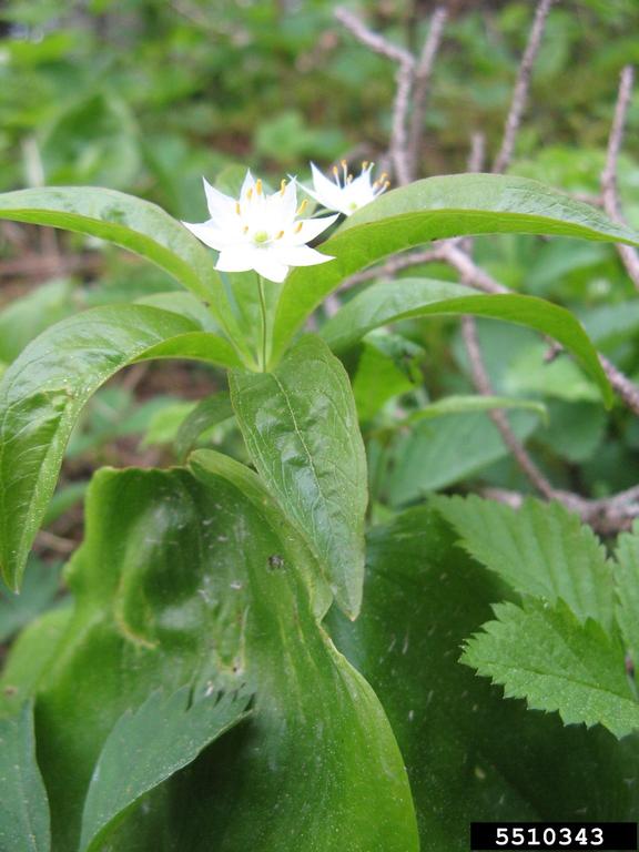 starflower (Trientalis borealis)