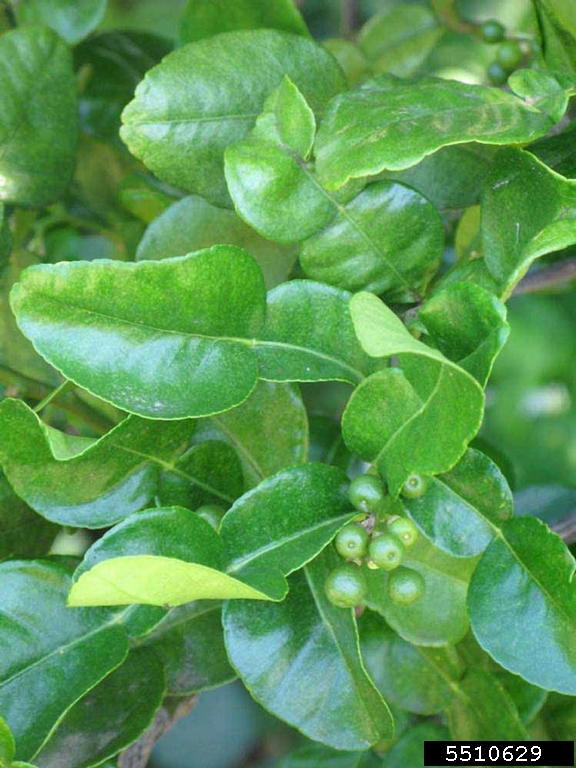 Citrus Hystrix Greffé (Combava) - Conteneur 1-1.9L - Plante Aromatique Et Fruitière - Rustique