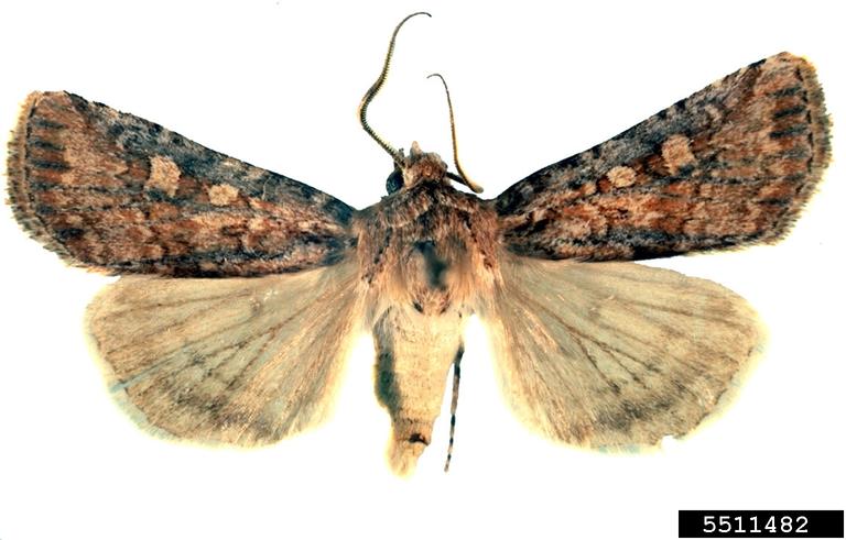 Photo by Robert J. Bauernfeind, Kansas State University, Bugwood.org 5511482