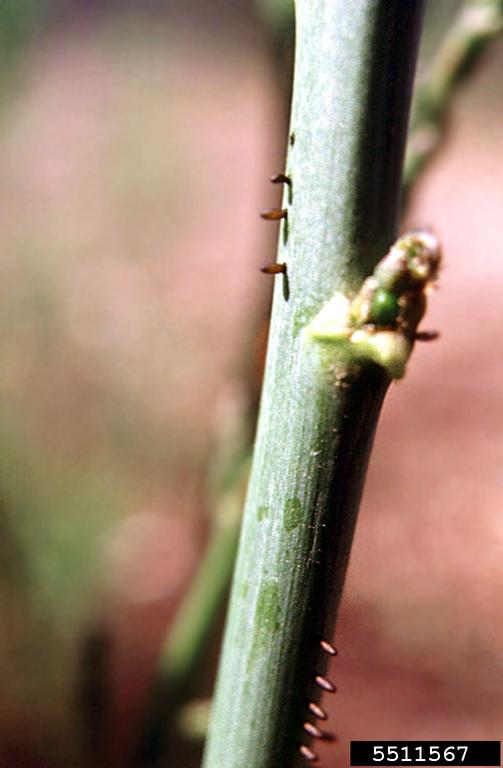 asparagus beetle (Crioceris asparagi)