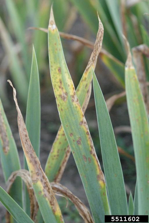 Heterosporium leaf spot on iris (Cladosporium iridis)