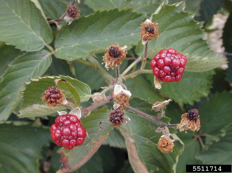 fire blight (Erwinia amylovora)