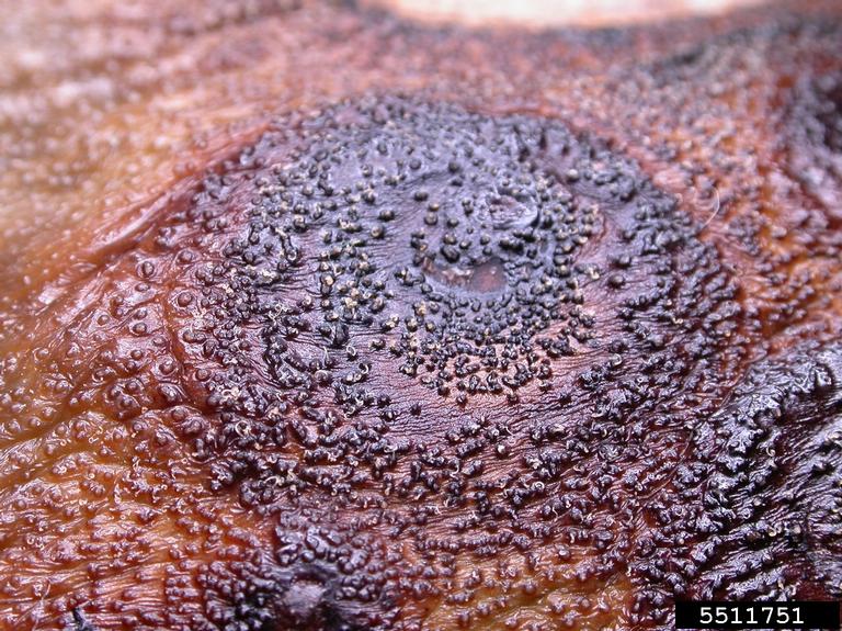 fruit rot (Phomopsis vexans ) on eggplant (Solanum melongena ) 5511751