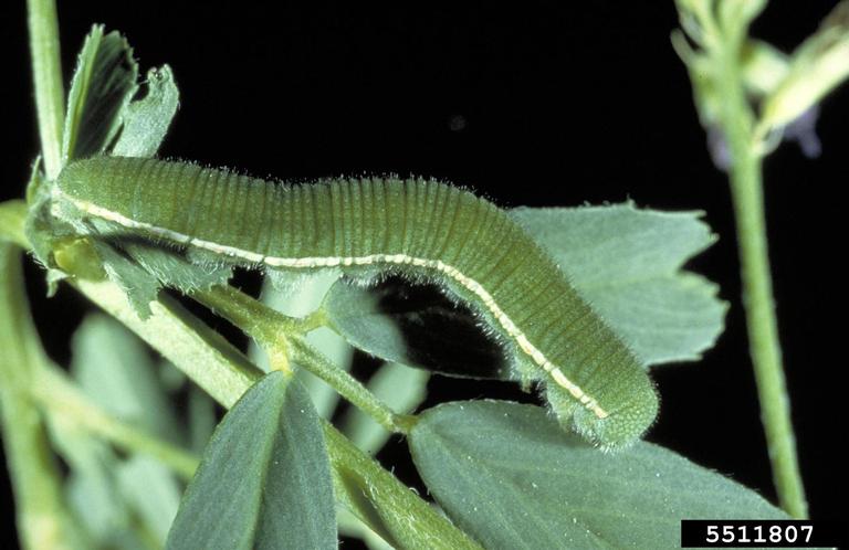 Photo by John Capinera, University of Florida, Bugwood.org 5511807