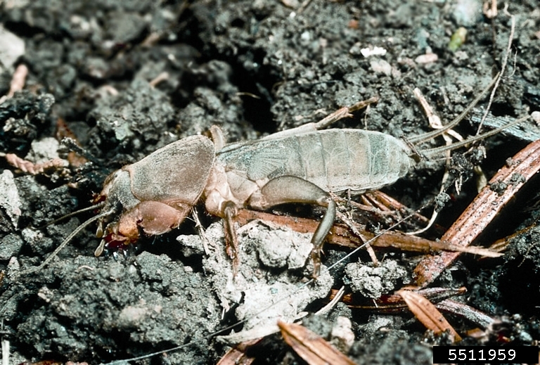 northern mole cricket (Neocurtilla hexadactyla)