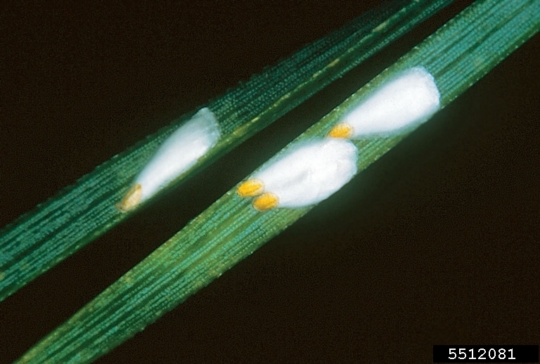 pine needle scale (Chionaspis pinifoliae (Fitch))