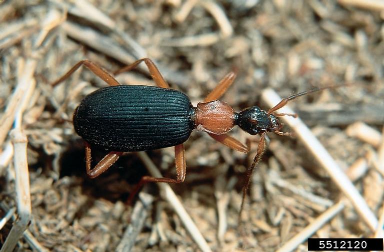 ground beetle (Galerita janus)