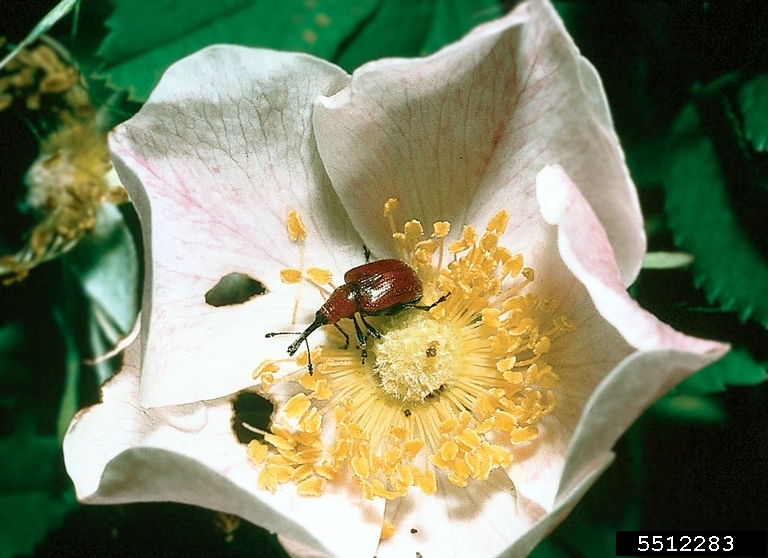 rose curculio, Merhynchites bicolor (Coleoptera: Attelabidae) - 5512283