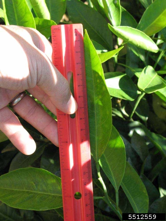 Dart North (Citrus reticulata cv. Dart North)