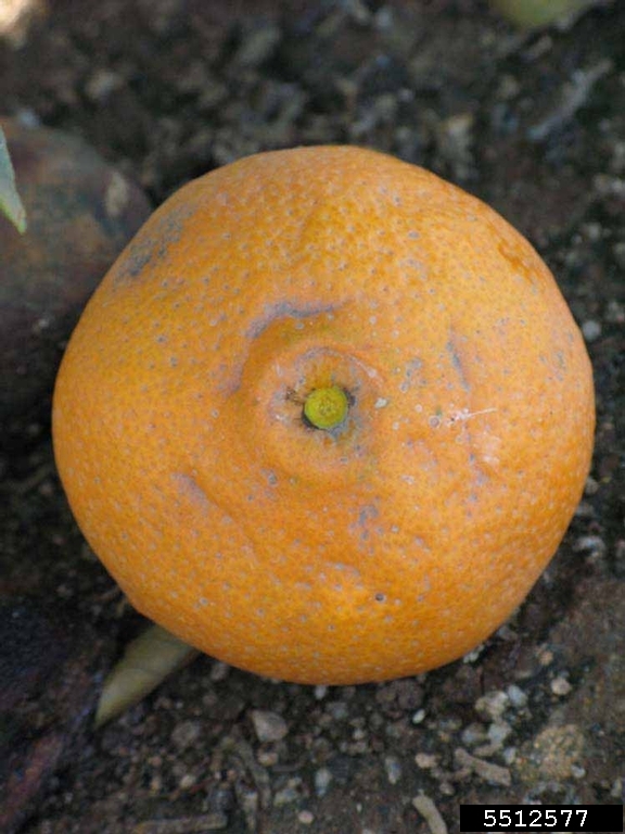 Dart South (Citrus reticulata cv. Dart South)