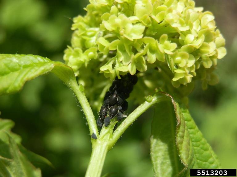 viburnum aphid (Aphis viburniphila)