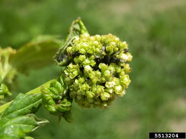 viburnum aphid (Aphis viburniphila ) on European cranberrybush