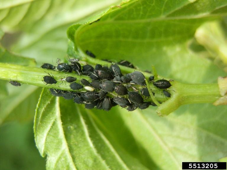 viburnum aphid (Aphis viburniphila)