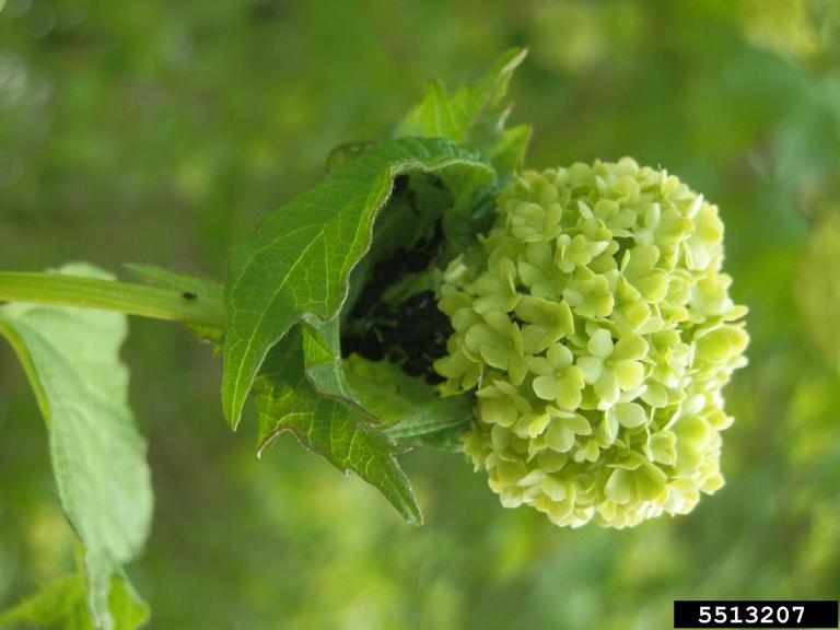 viburnum aphid (Aphis viburniphila)