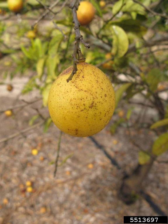Eustis limequat (x Citrofortunella hybrid cv. Eustis limequat)